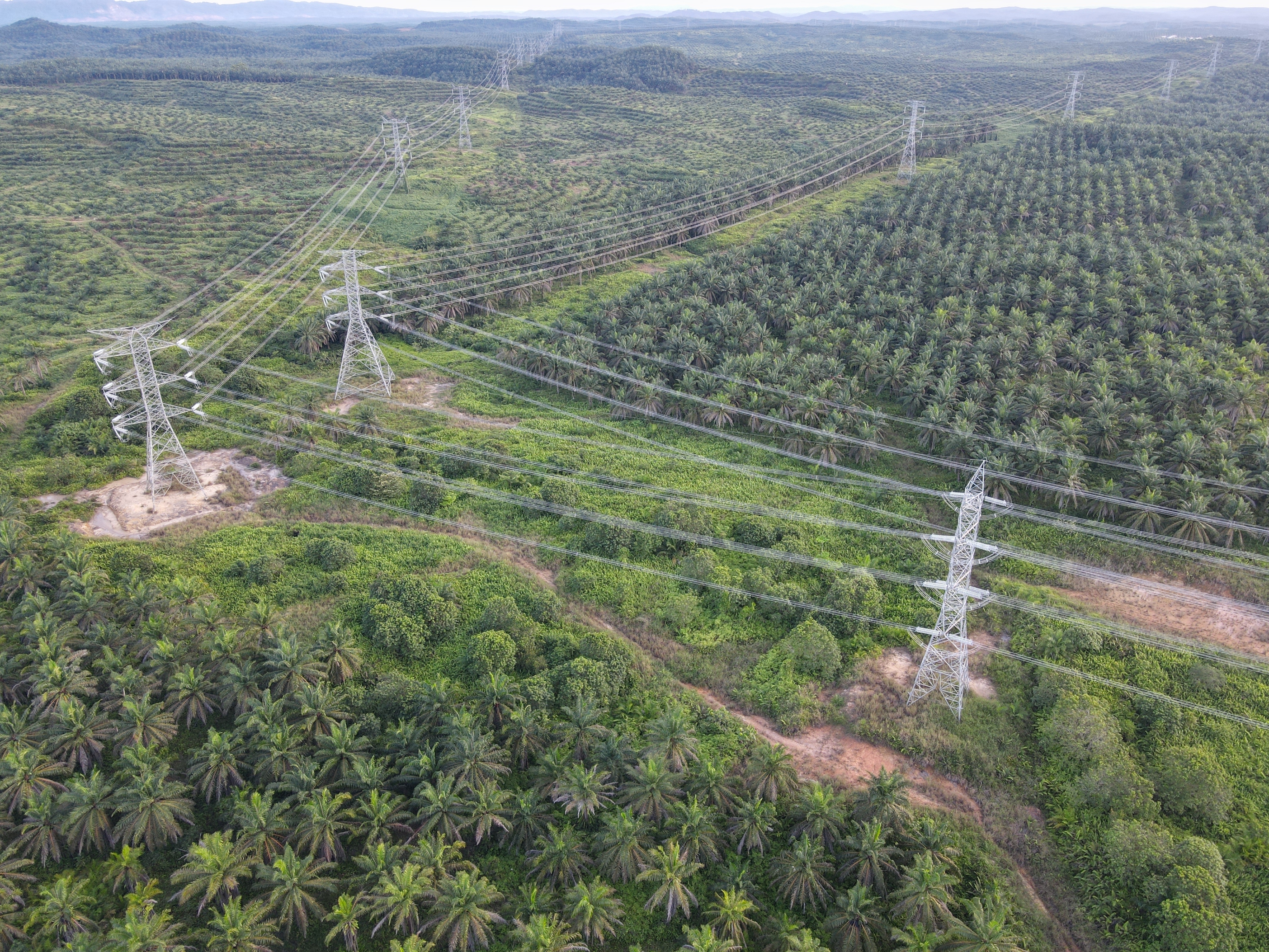 Photo shows electricity power towers connected via power lines over a green forest