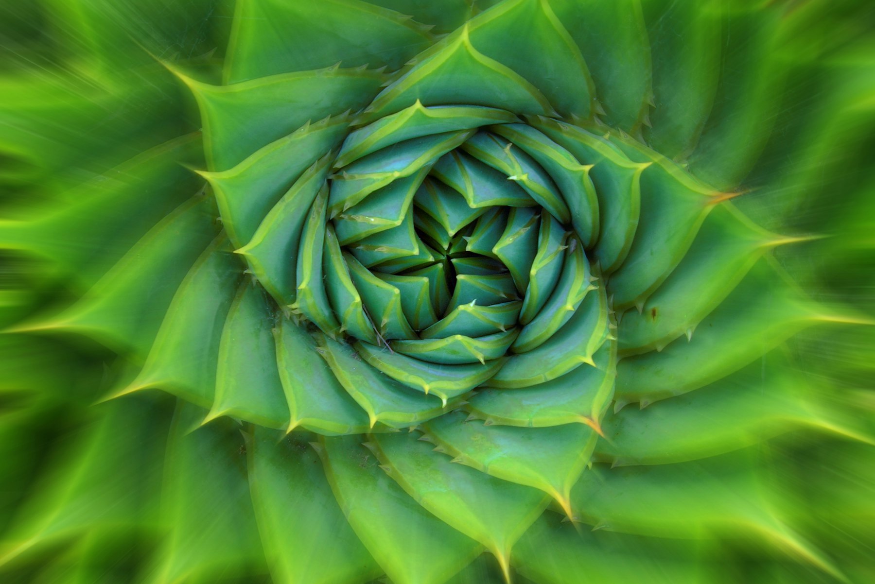 Aloe Polyphylla image for ETP 2015 cover
