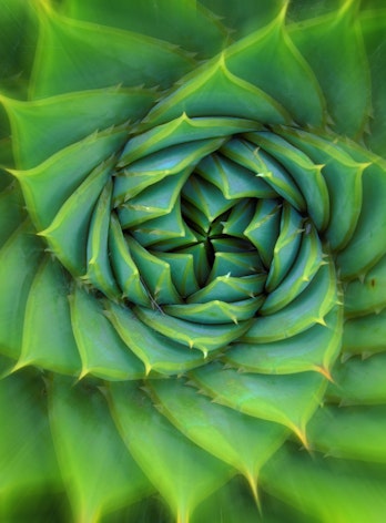 Aloe Polyphylla image for ETP 2015 cover