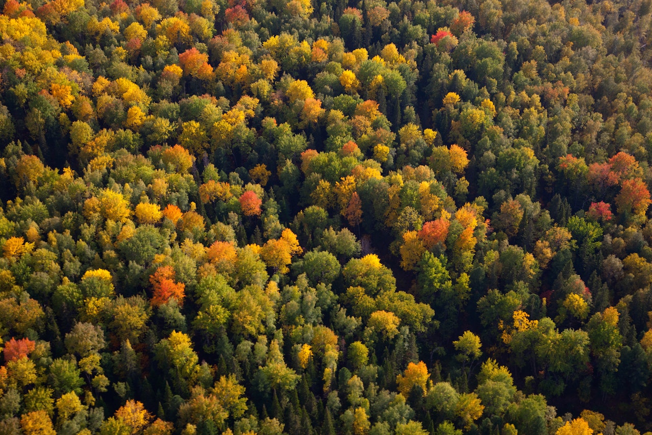 Georgia Roadmap Cover Trees In The Fall