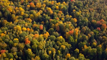 Georgia Roadmap Cover Trees In The Fall
