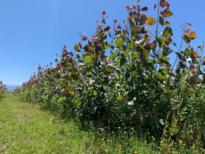 Poplar Trees In Georgia