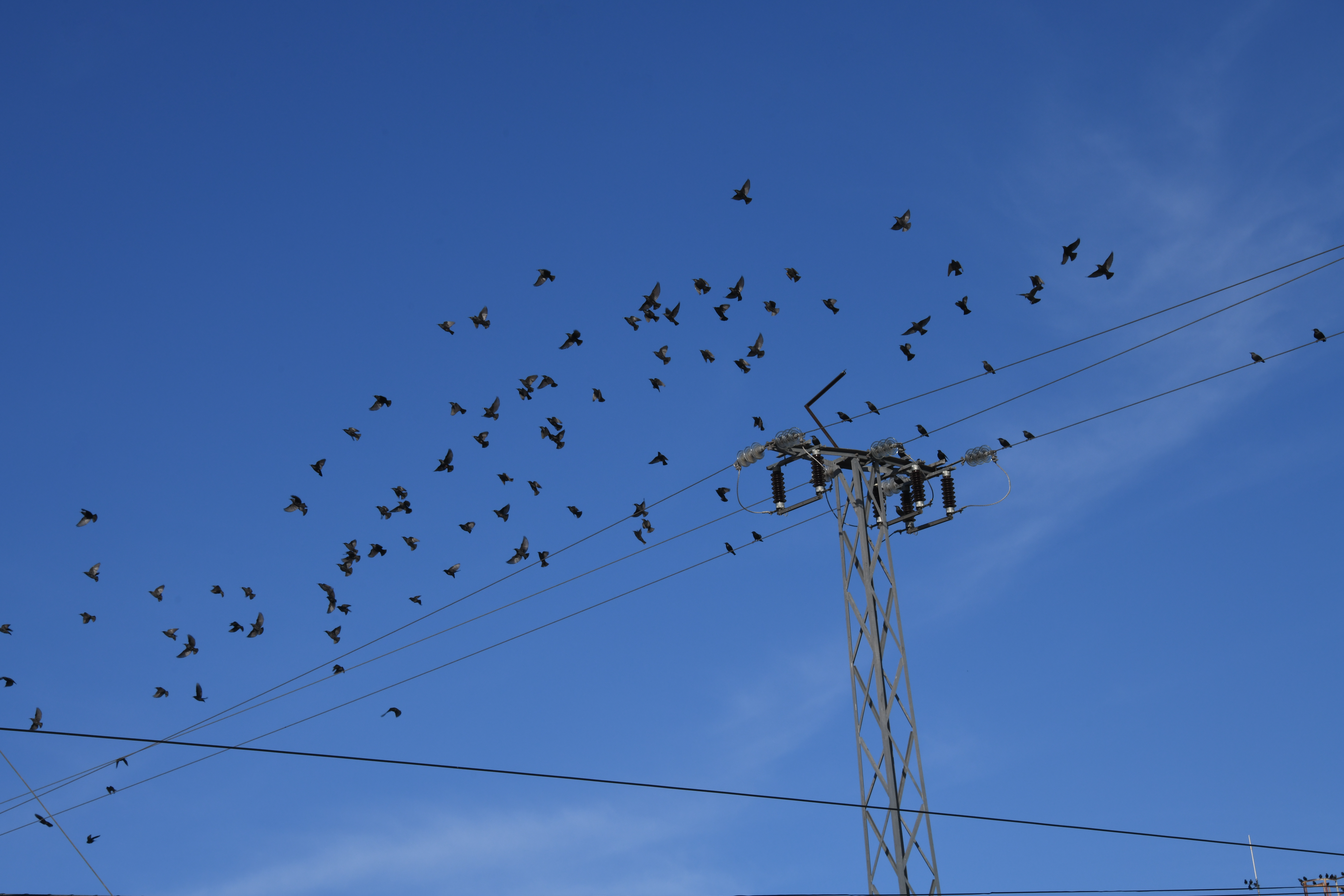 photo depicts Countless birds in the air and on power lines, in the province of Cordoba, Spain