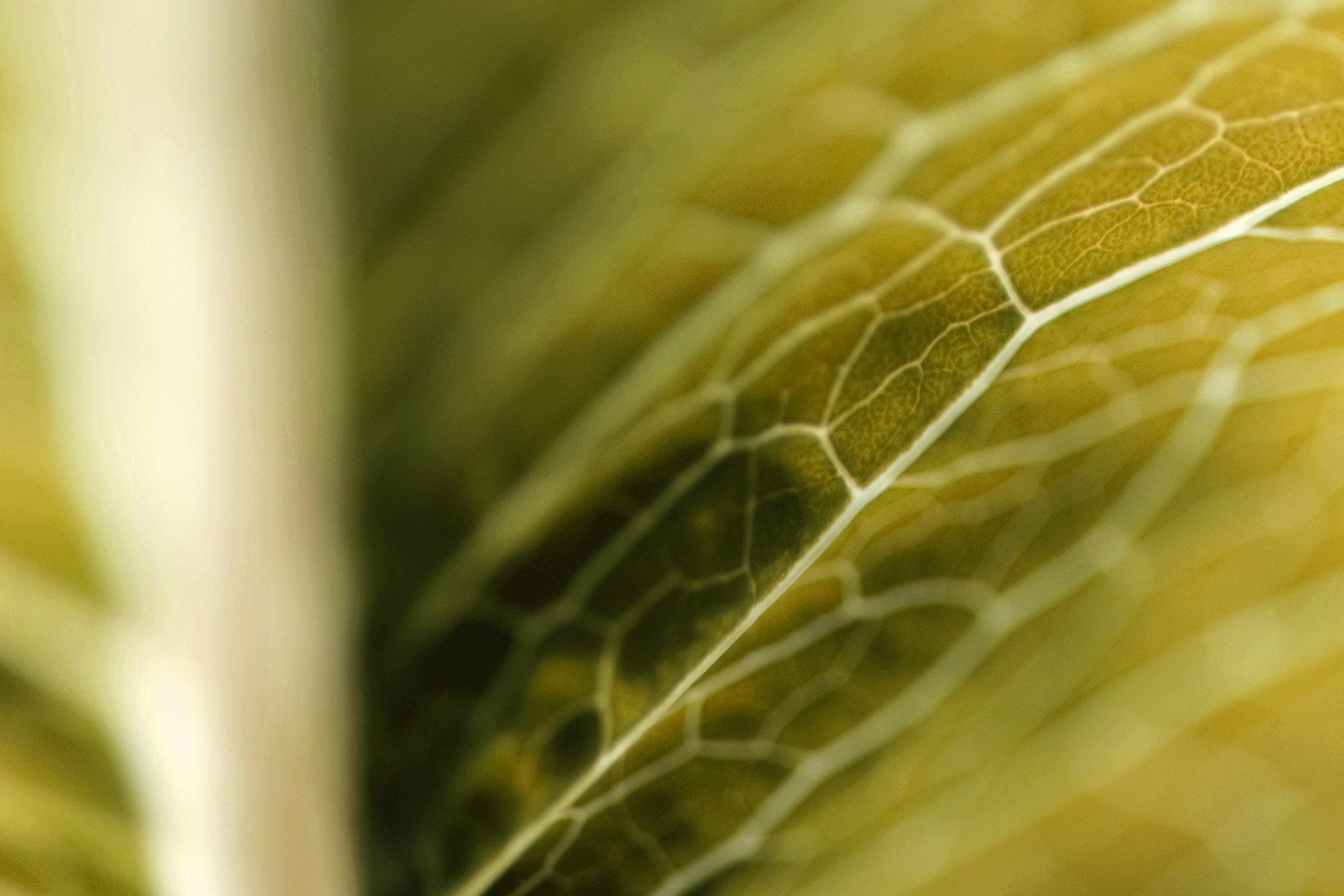 ETP 2014 cover photo of a golden leaf close up