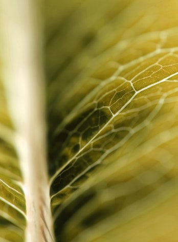 ETP 2014 cover photo of a golden leaf close up