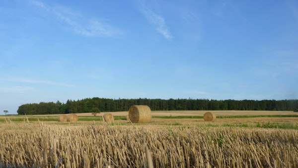 Picture of hay bales in a field