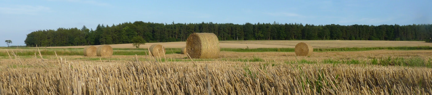 Picture of hay bales in a field