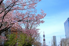 The photo depicts Cherry blossoms at Sapporo Odori Park