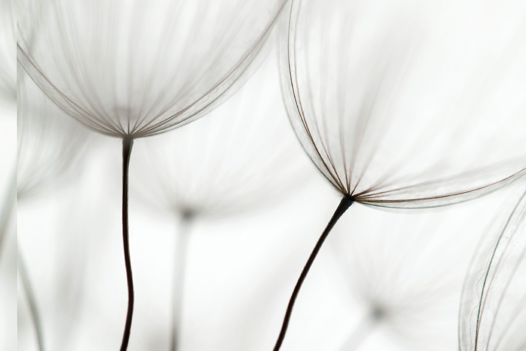 ETP 2012 cover photo of a dandelion