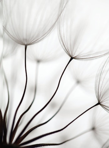 ETP 2012 cover photo of a dandelion